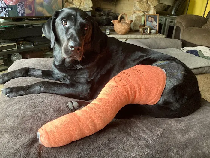 VCA Boone Animal Hospital 12