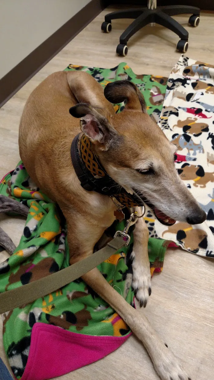 VCA Boone Animal Hospital 12