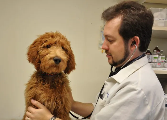 VCA Arboretum View Animal Hospital 12
