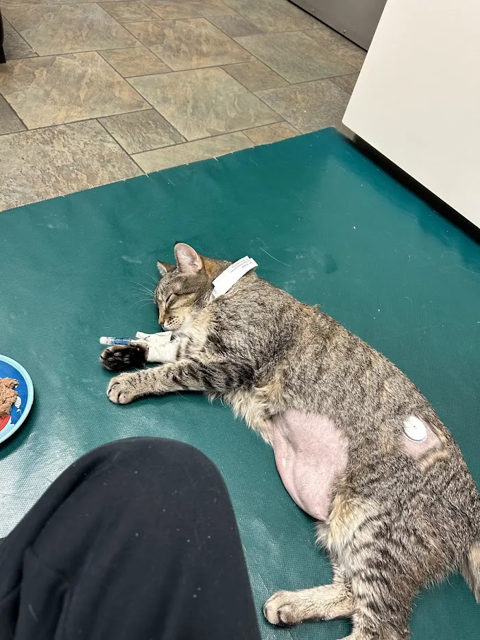 VCA Arboretum View Animal Hospital 12