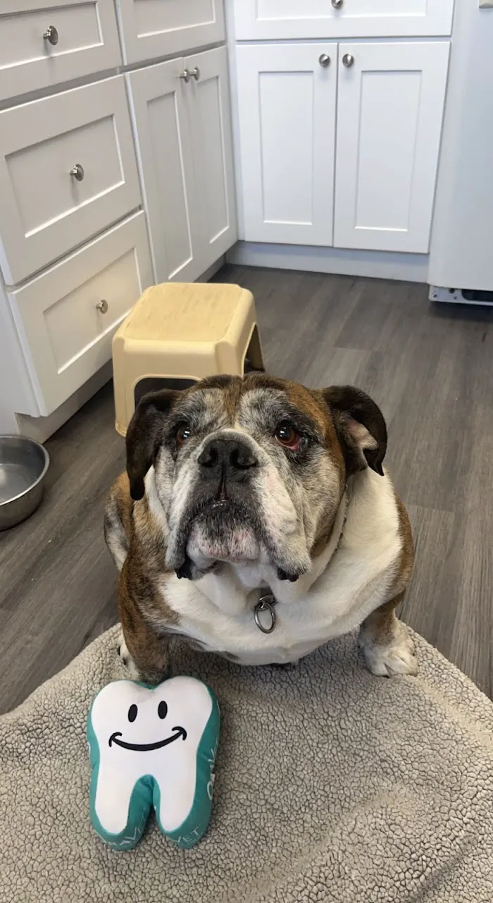 Hillchester Animal Hospital 12