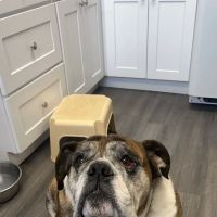 Hillchester Animal Hospital ico