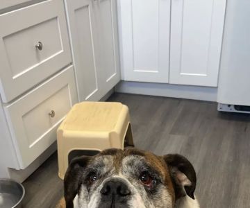 Hillchester Animal Hospital