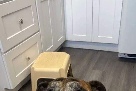 Hillchester Animal Hospital