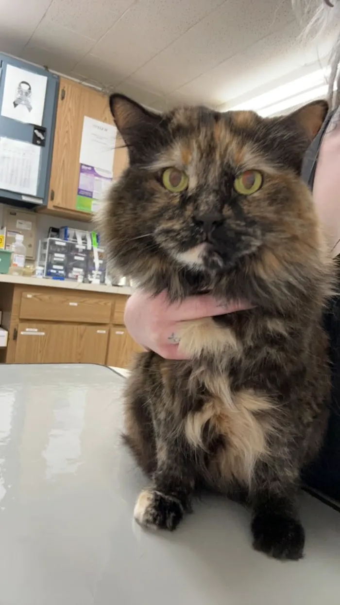 Hillchester Animal Hospital 12