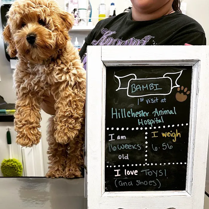 Hillchester Animal Hospital 12