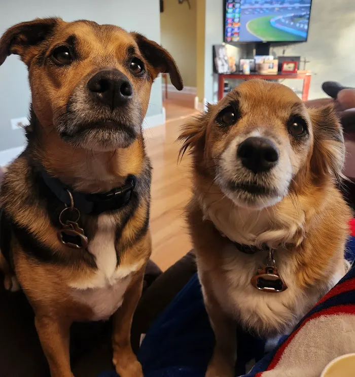 Hillchester Animal Hospital 12