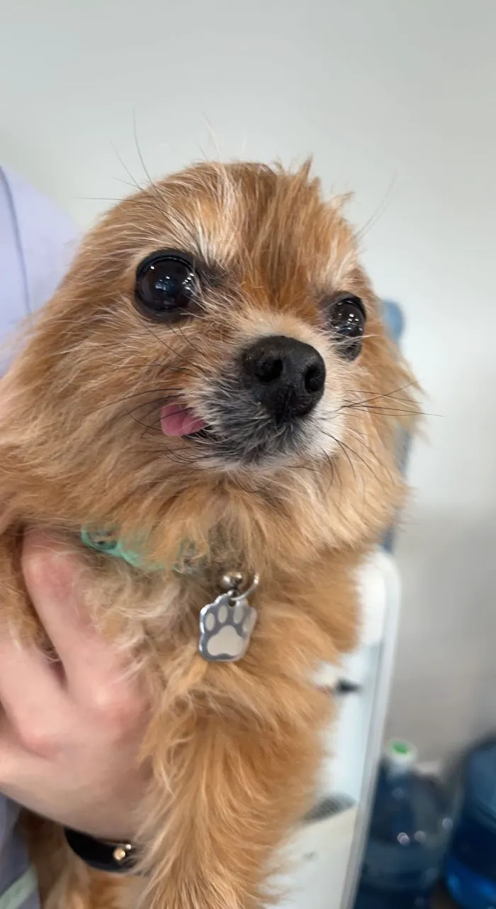 Hillchester Animal Hospital 12