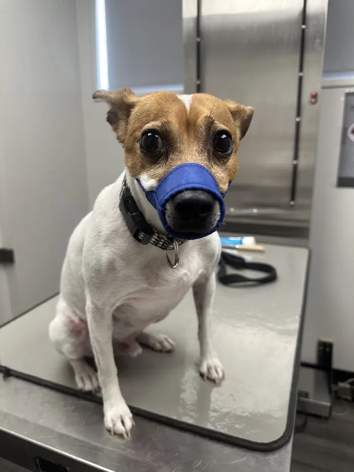 Hillchester Animal Hospital 12