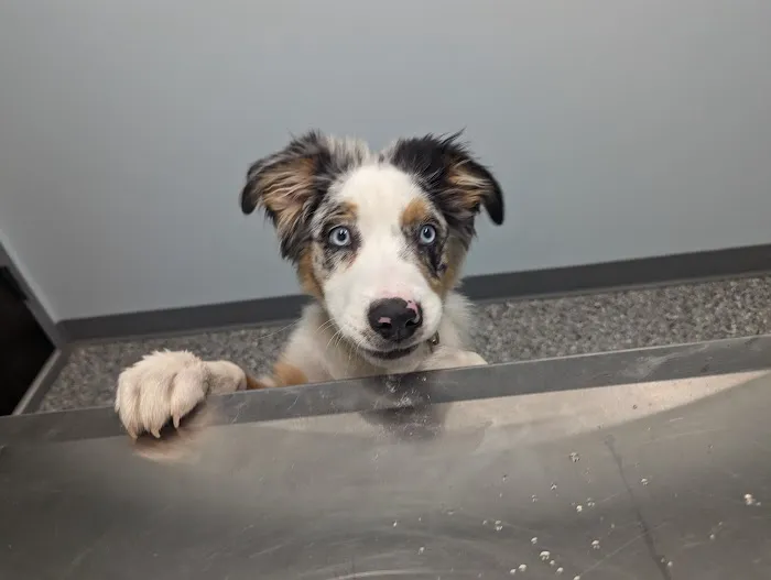 Countryside Animal Hospital PC 12