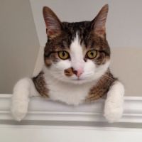 Countryside Animal Hospital PC ico