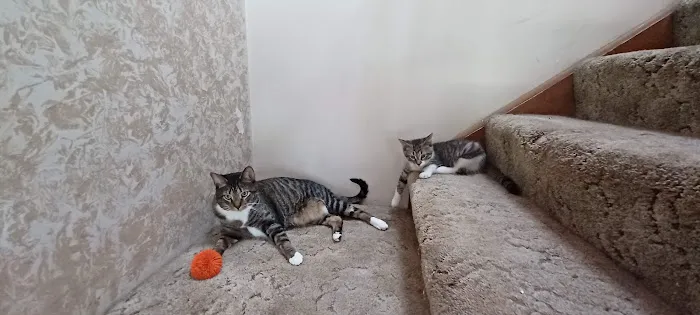 Countryside Animal Hospital PC 12