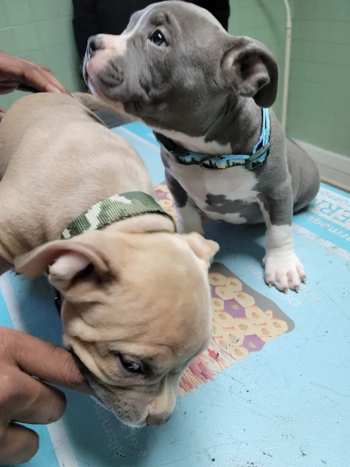 Westside Animal Hospital 12