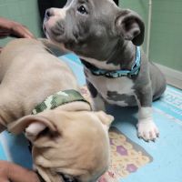 Westside Animal Hospital ico