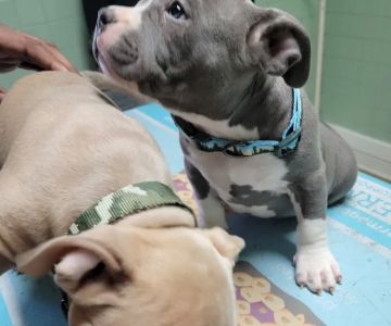 Westside Animal Hospital