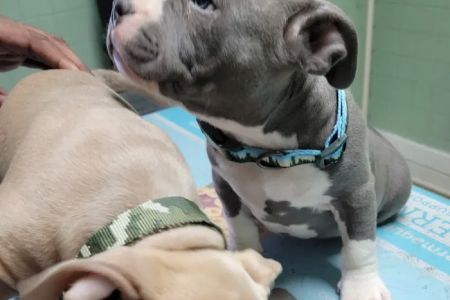 Westside Animal Hospital