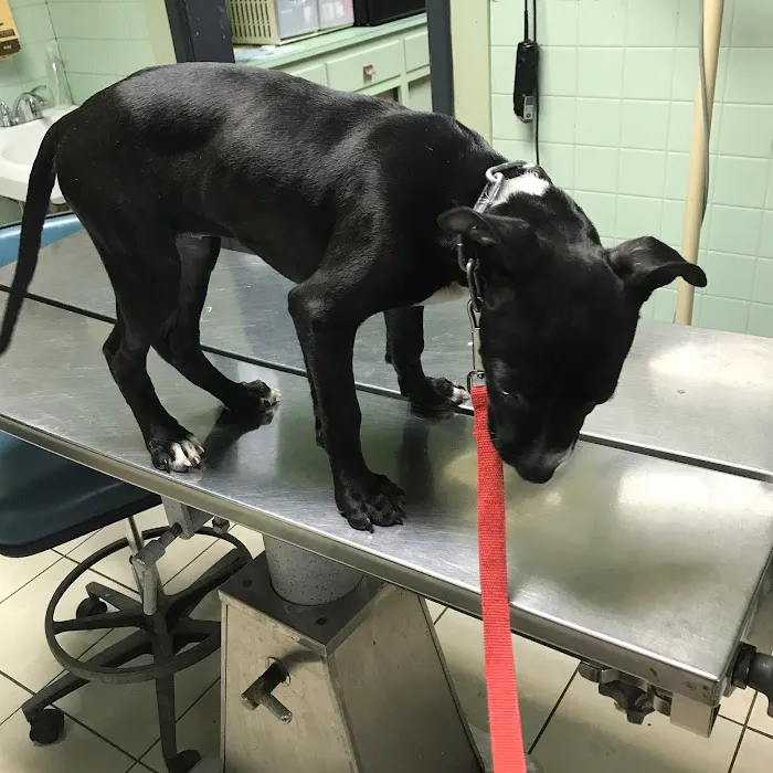 Westside Animal Hospital 12