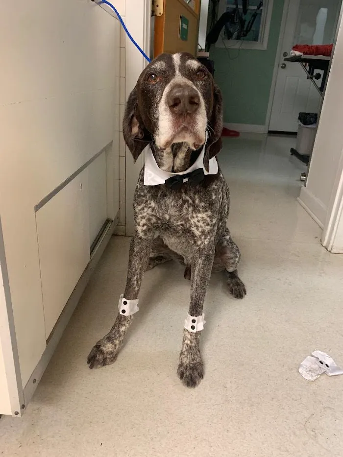 Carlson Animal Hospital, A Thrive Pet Healthcare Partner 12