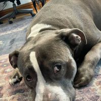 Carlson Animal Hospital, A Thrive Pet Healthcare Partner ico