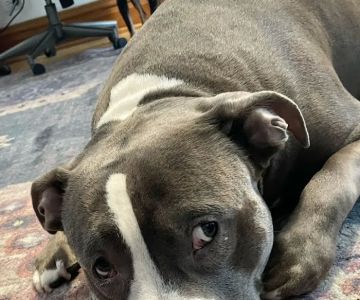 Carlson Animal Hospital, A Thrive Pet Healthcare Partner