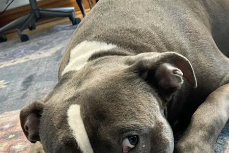 Carlson Animal Hospital, A Thrive Pet Healthcare Partner