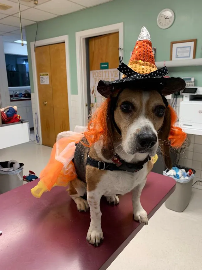 Carlson Animal Hospital, A Thrive Pet Healthcare Partner 12