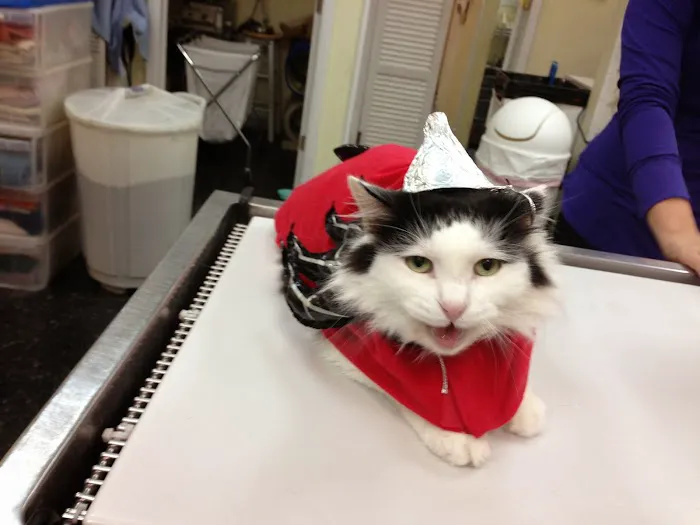 The Cat Practice 12