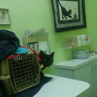 The Cat Practice ico