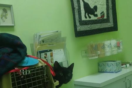 The Cat Practice