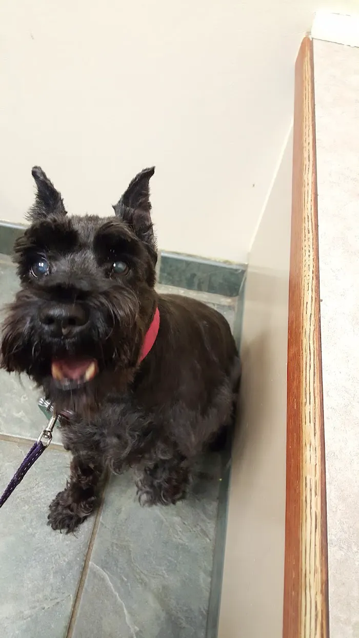 Elmhurst Animal Care Center 12