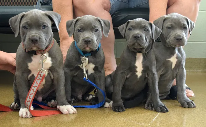 Elmhurst Animal Care Center 12