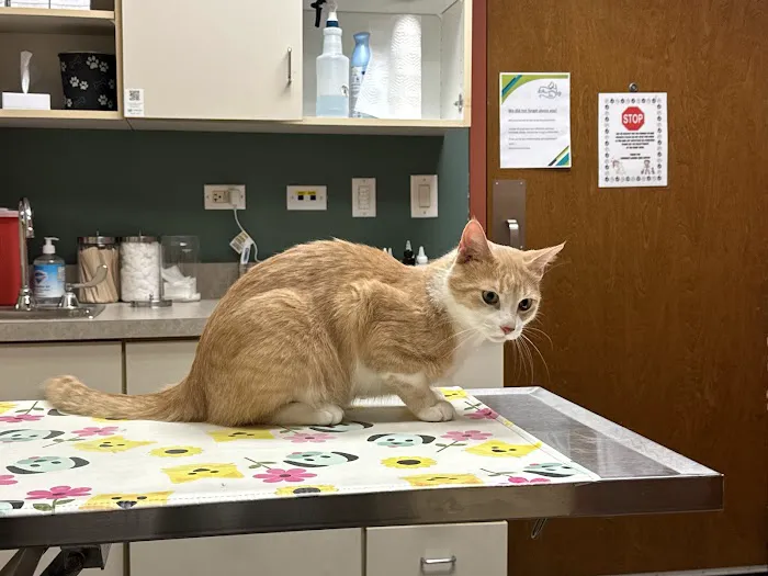 Elmhurst Animal Care Center 12