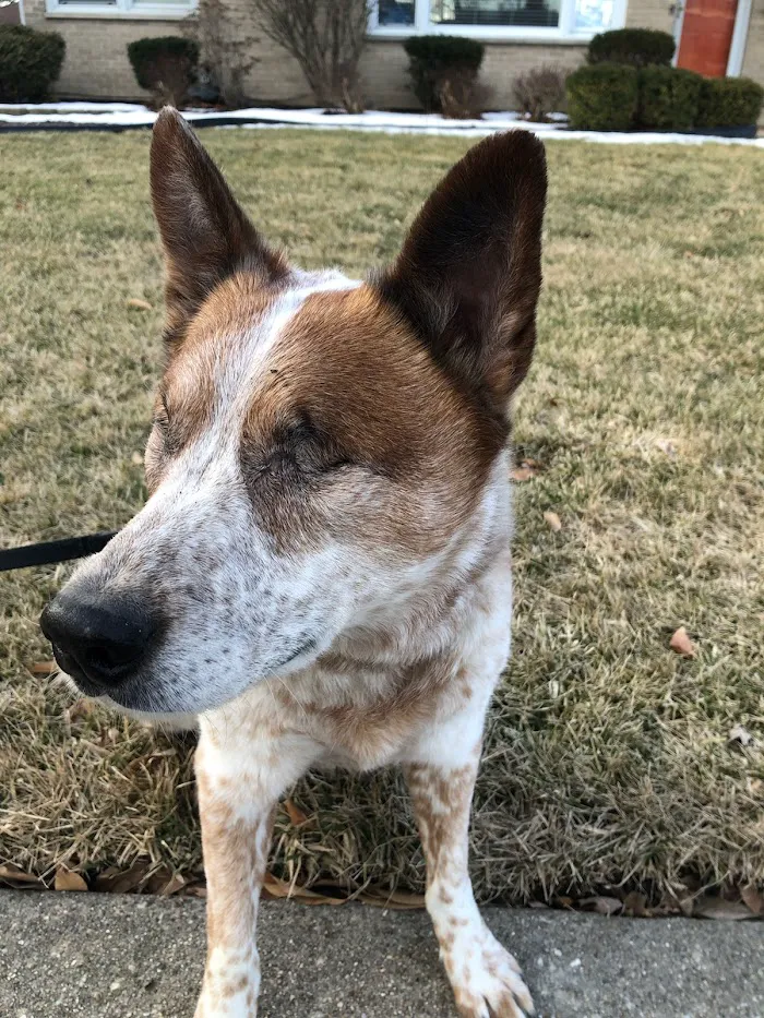 Elmhurst Animal Care Center 12