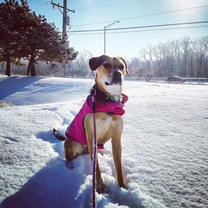 Elmhurst Animal Care Center 12