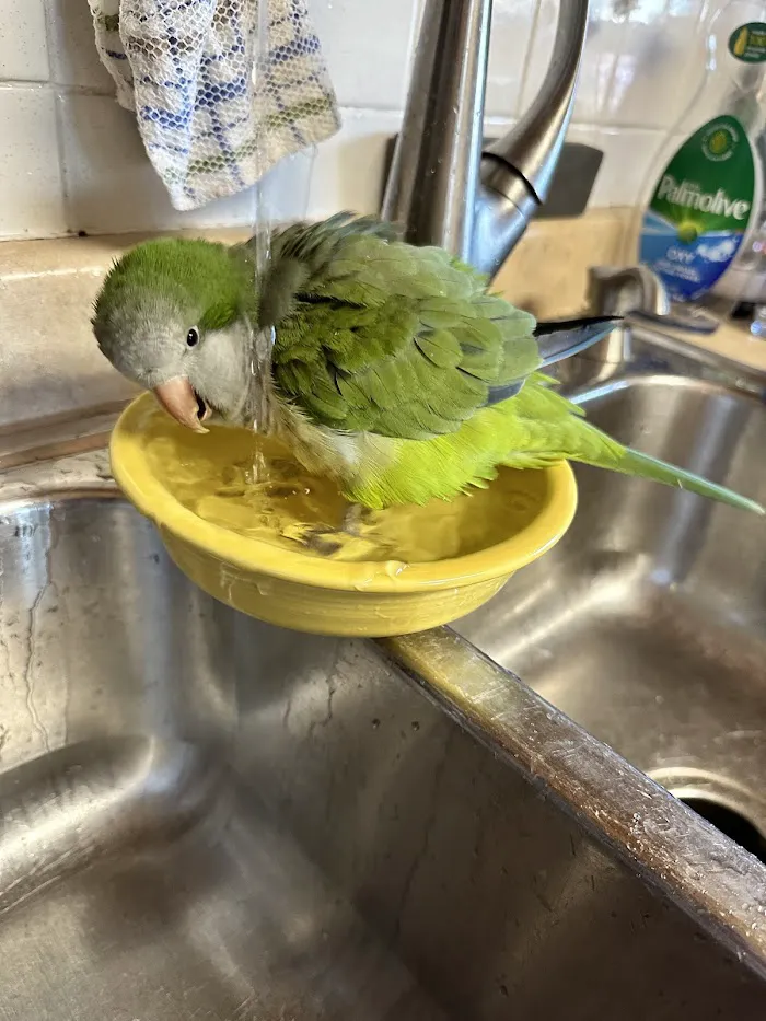 Midwest Bird and Exotic Animal Hospital 4