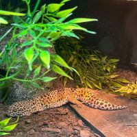 Midwest Bird and Exotic Animal Hospital ico