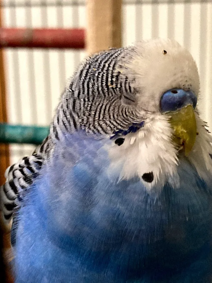 Midwest Bird and Exotic Animal Hospital 7