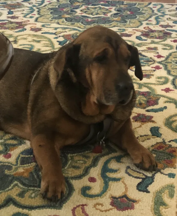 Village Veterinary Practice-Western Springs 12