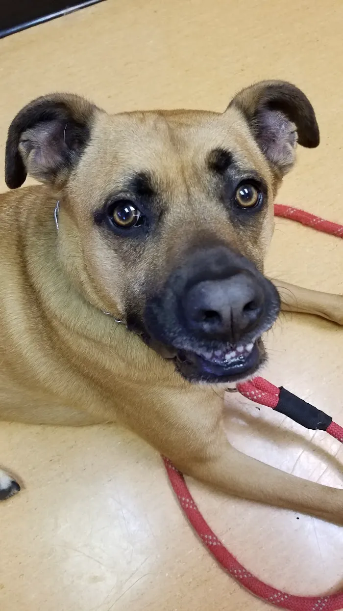 Village Veterinary Practice-Western Springs 12