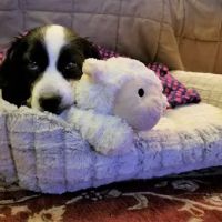 Village Veterinary Practice-Western Springs ico