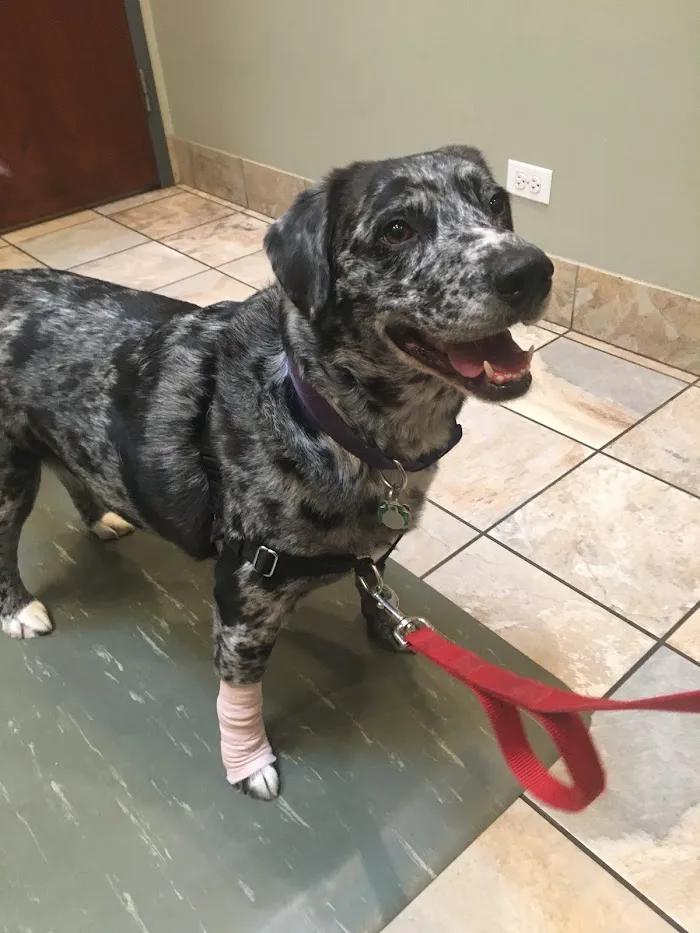 Arbor Animal Hospital 12