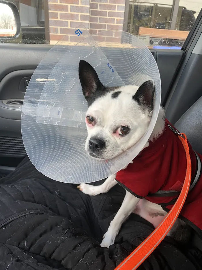 Arbor Animal Hospital 12