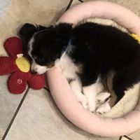 Arbor Animal Hospital ico