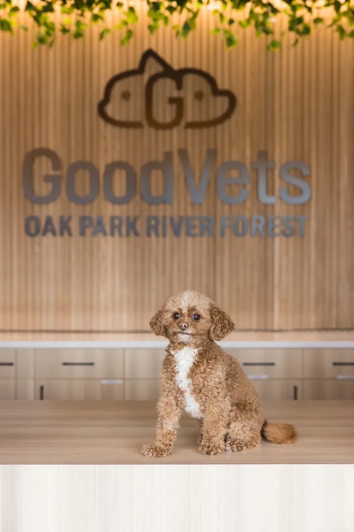 GoodVets Oak Park River Forest 1