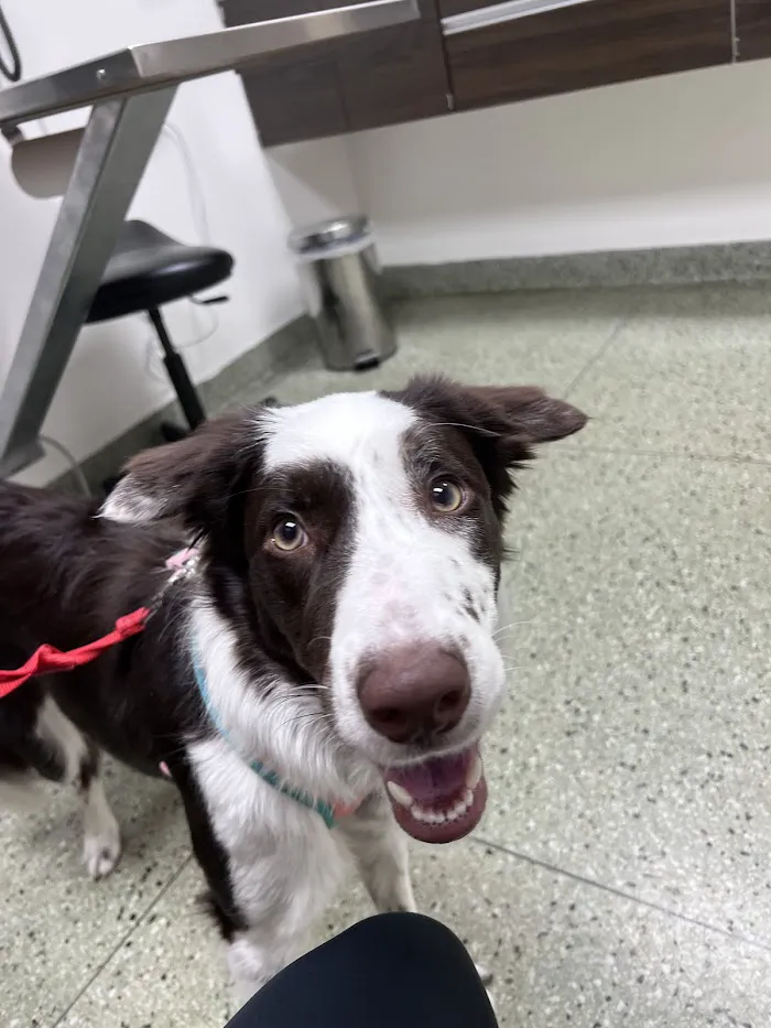 VCA Berwyn Animal Hospital 12