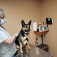 Animal Care Hospital of Schiller Park ico