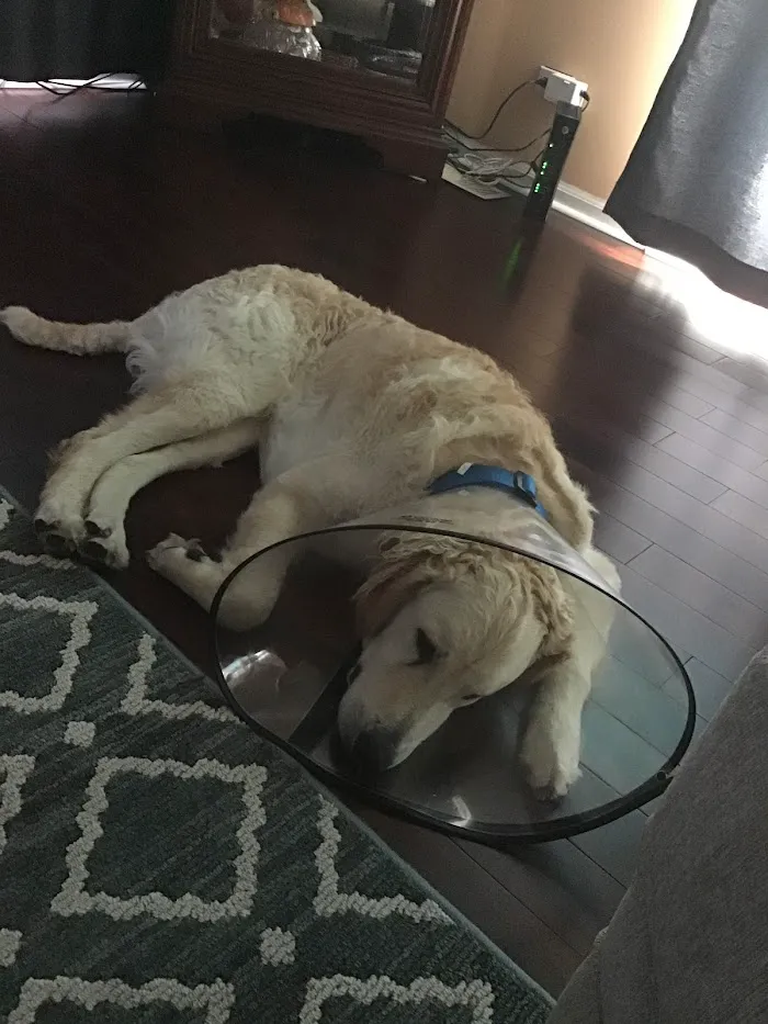 Animal Hospital of Stone Park 12
