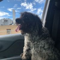 Animal Hospital of Stone Park ico