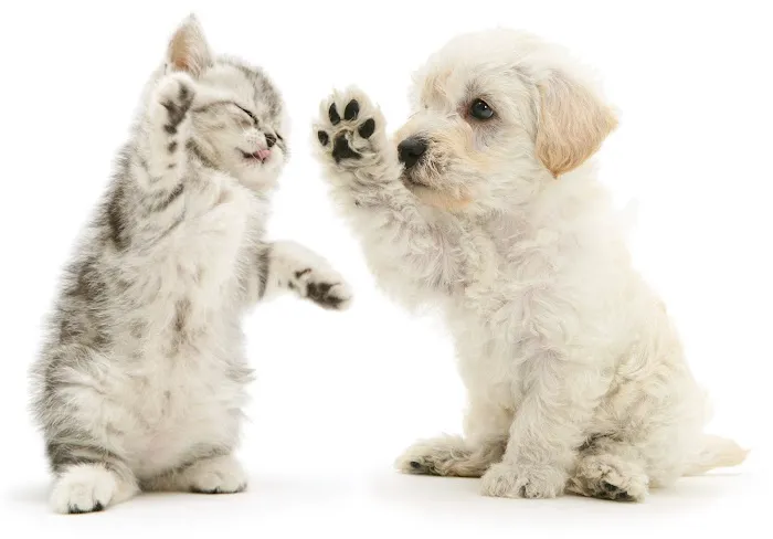 Animal Hospital of Stone Park 12