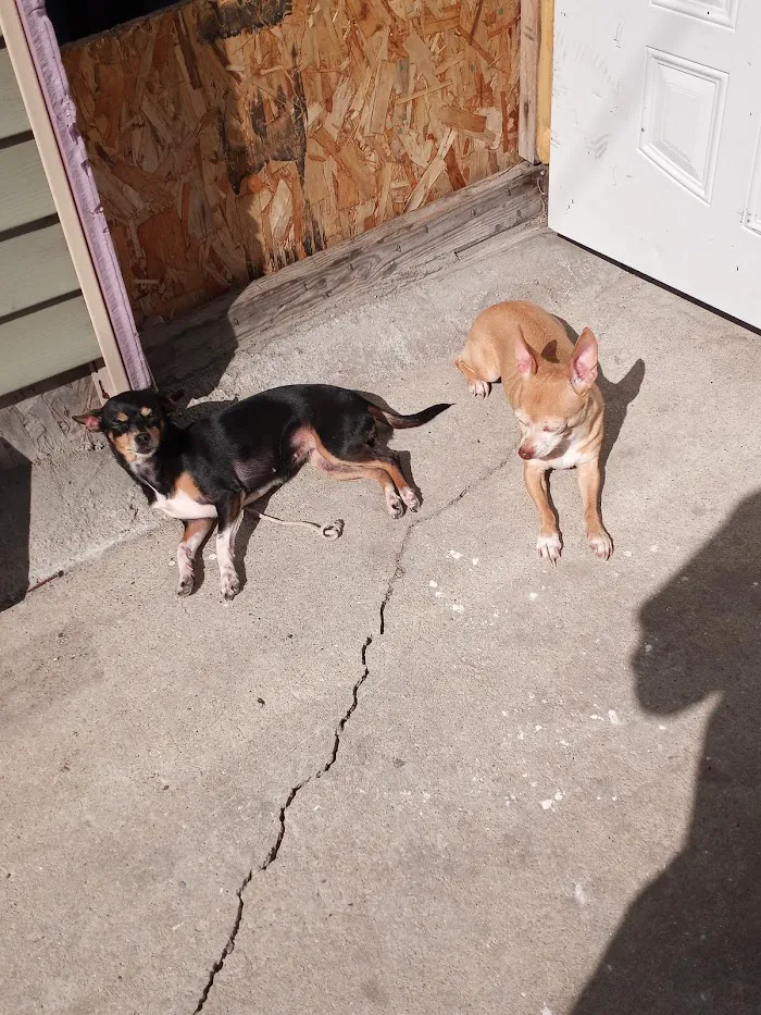 Animal Hospital of Stone Park 12